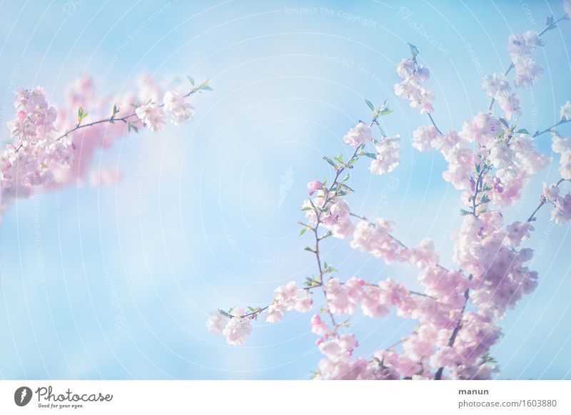 a hint of spring Feasts & Celebrations Mother's Day Easter Nature Sky Spring Tree Blossom Spring flowering plant Spring day Spring colours Cherry blossom