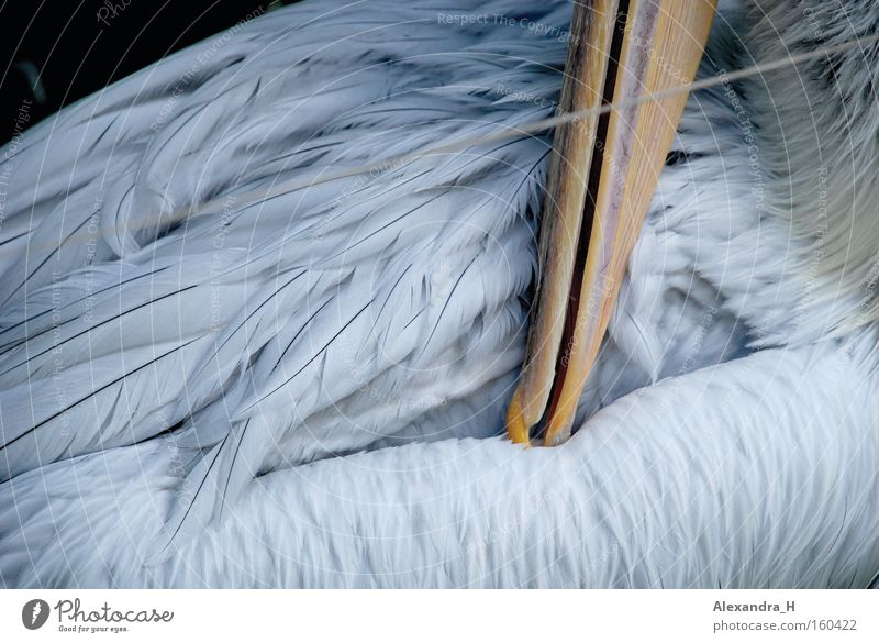 pelican Pelican Bird Feather Beak Ocean Fish Zoo