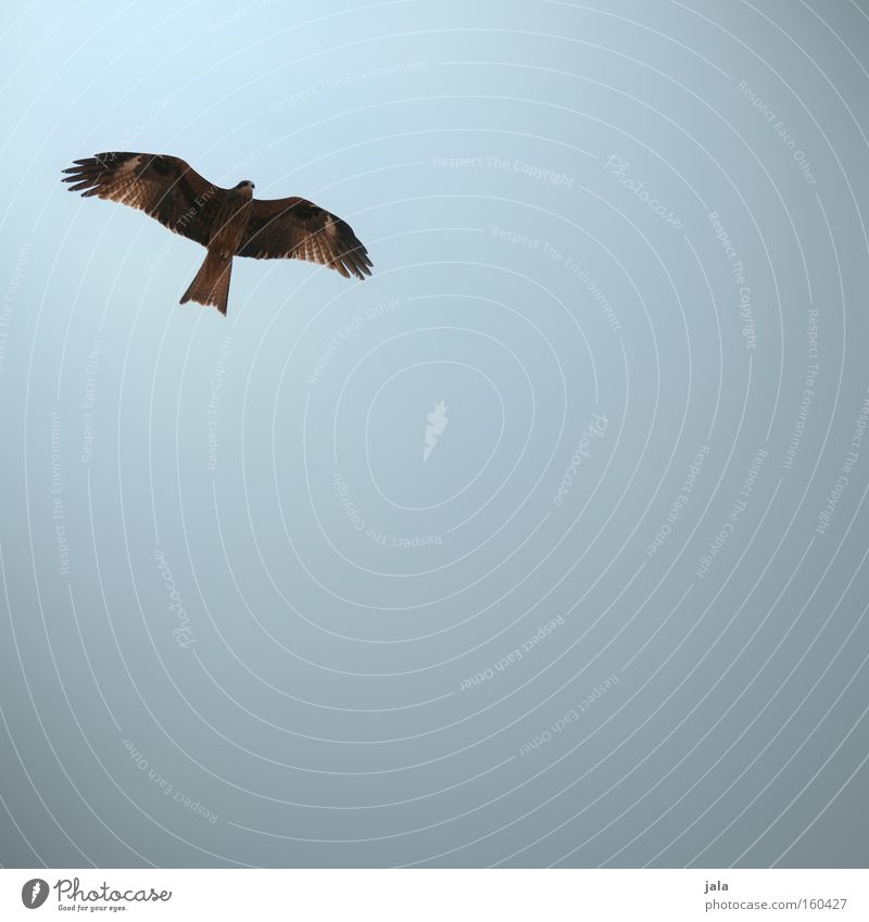 skydiver Bird Animal Sky Falcon Bird of prey Flying Hunting Goshawk Hawk Kite Beach Coast Aviation