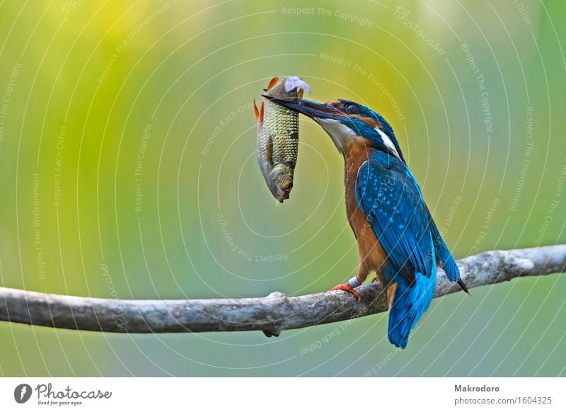 the catch Animal Bird 1 Eating Hunting Delicious Success Kingfisher Colour photo Multicoloured Exterior shot Day Deep depth of field