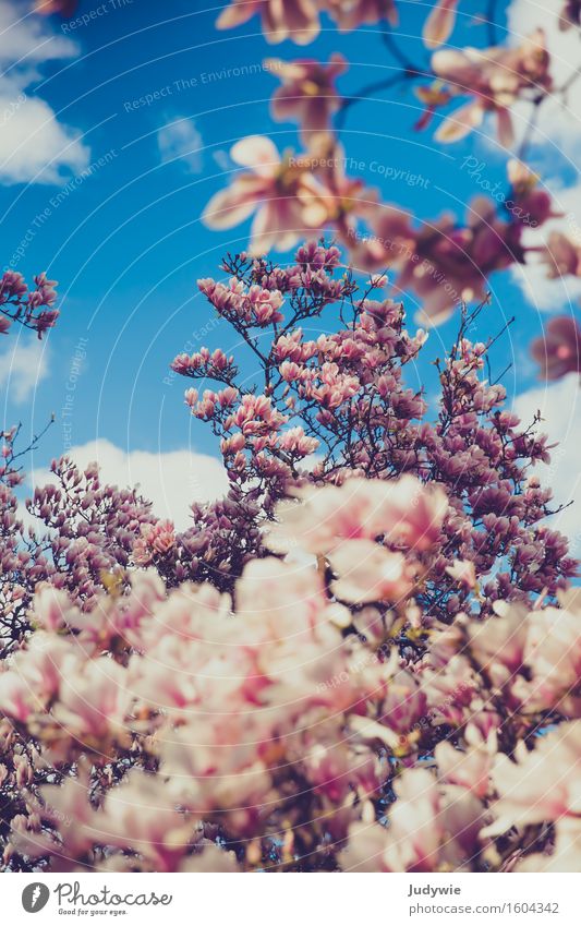 Magnolia Sea Environment Nature Plant Spring Tree Flower Blossom Magnolia plants Garden Park Blossoming Growth Kitsch Beautiful Blue Pink Pure Luxury