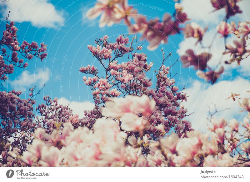 i like nolien Environment Nature Plant Sky Clouds Spring Beautiful weather Blossom Magnolia tree Magnolia blossom Park Kitsch Natural Magnolia plants Idyll