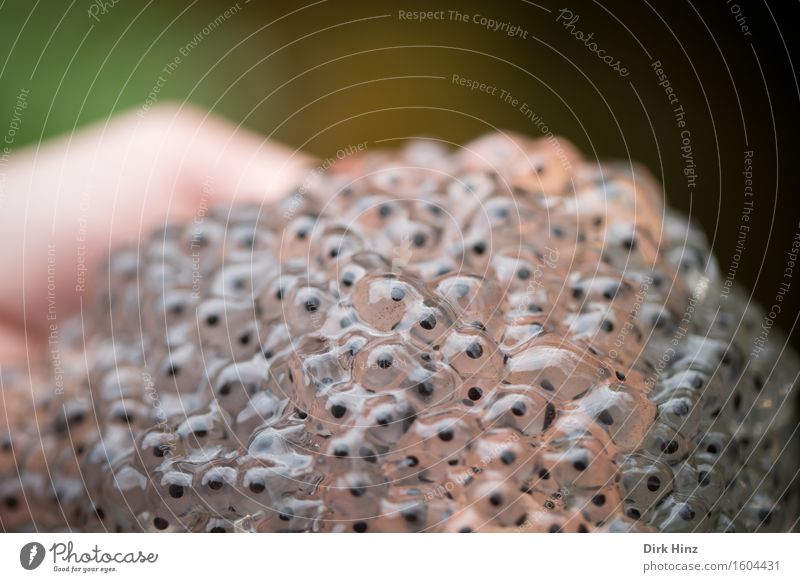 Frogspawn I Environment Nature Animal Water Spring Pond Brook Wild animal Group of animals Together Healthy Perspective Environmental pollution