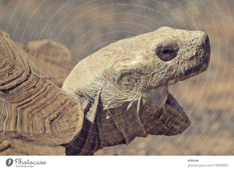 E.T. - the establishment of contact Turtle Giant tortoise Tortoise-shell Reptiles e.t. Orange peel Wrinkle Looking Scream Old Threat Authentic Creepy Rebellious