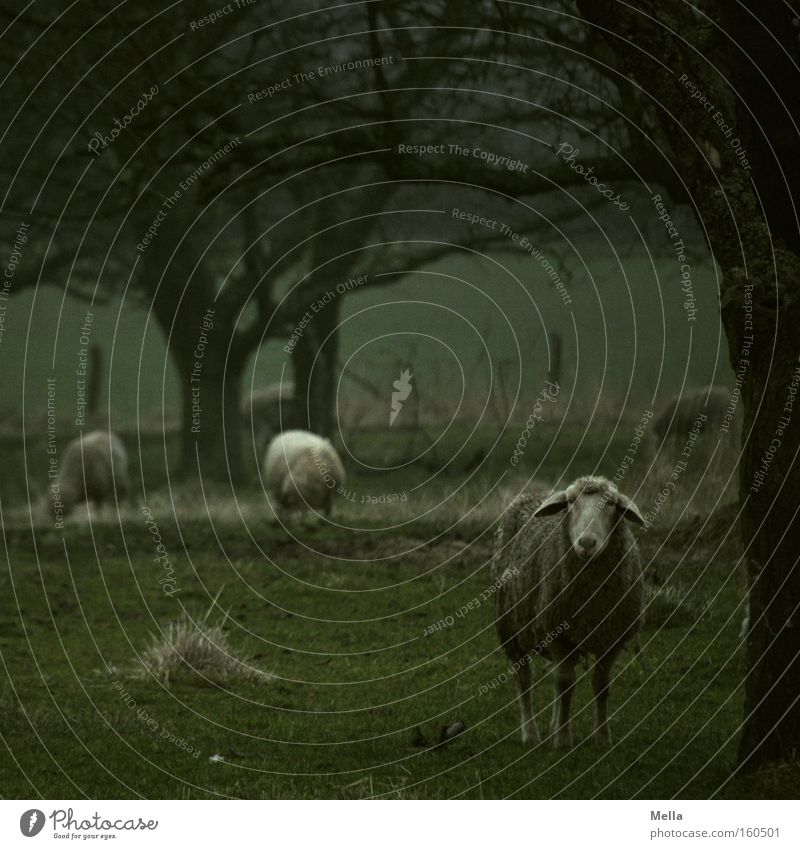 Full of sheep Sheep Pasture Meadow To feed Tree Dreary Gloomy Dark Bad weather Green Looking Mammal