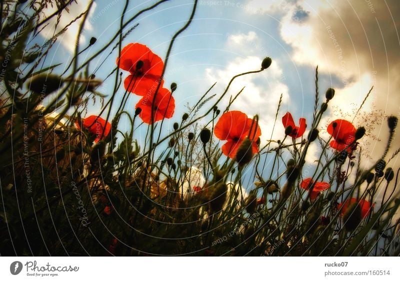 poppy seed-amour Poppy Red Corn poppy Summer Meadow Blossom Perspective Sky Blue Clouds Flower Plant Nature Blade of grass