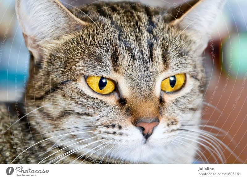 Photo of cat portrait Animal Moustache Pet Cat 1 Stripe Yellow Gray Mammal eye whiskers sideburns Colour photo