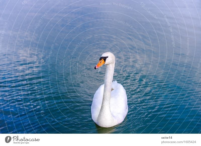 Swan. Lake. Blue. Water Swimming & Bathing Float in the water White Animal Harmonious Copy Space left Copy Space right Graceful Elegant Bird Body of water