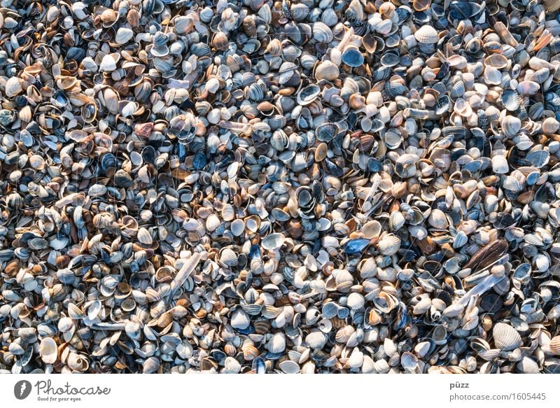 Only mussels everywhere Vacation & Travel Summer Summer vacation Beach Ocean Environment Nature Animal Elements Earth Sand Coast North Sea Baltic Sea Mussel