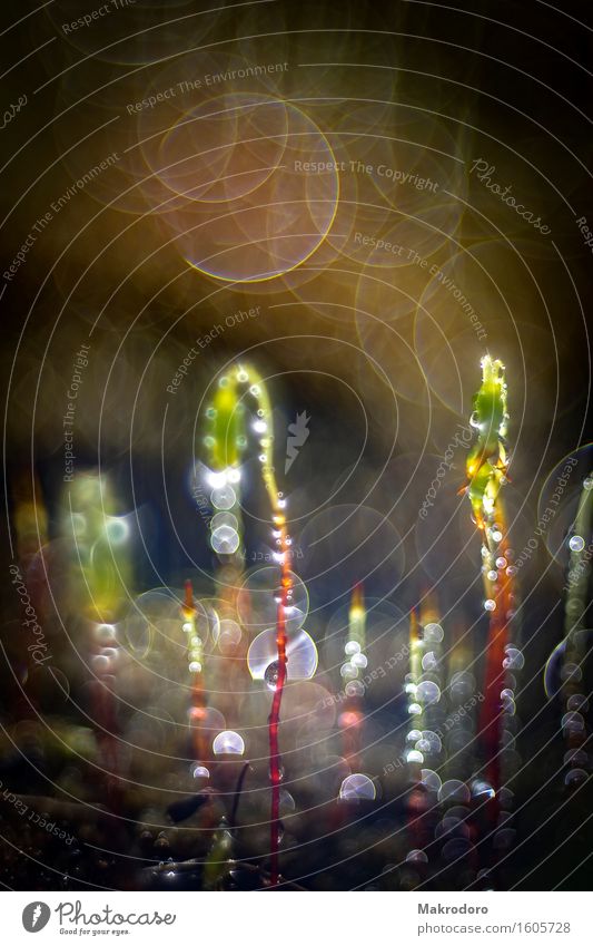 moss annealing Nature Plant Drops of water Sunlight Moss Emotions Moody Romance Blur Colour photo Multicoloured Exterior shot Close-up Detail