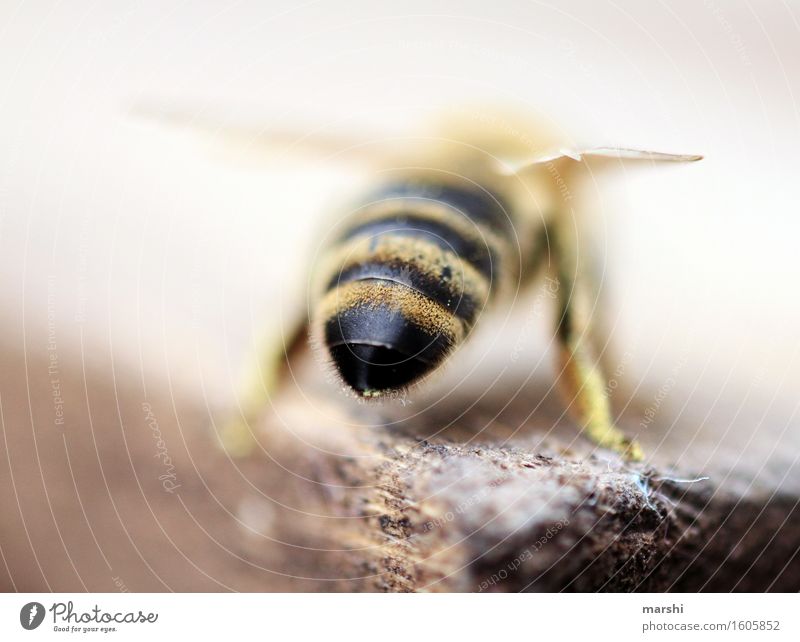 Bee bottom Plant Animal Farm animal Wild animal Wing Pelt 1 Moody Spine Bee-keeping Honey bee Striped Blur Colour photo Exterior shot Close-up Detail