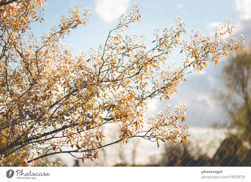 Rock pear in blossom Environment Nature Plant Sky Clouds Spring Tree Bushes Leaf Blossom rock pear Garden Warmth Blue Brown White Joy Happy Happiness