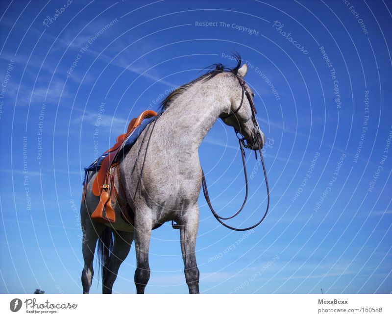 summer Equestrian sports Ride Horse Sky Wind Blue Gray (horse) Summer Freedom Mammal