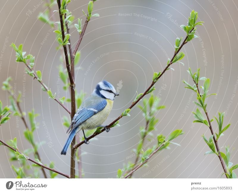 Blue Tit Environment Nature Plant Animal Spring Tree Wild animal Bird 1 Yellow Tit mouse Sit Leaf bud Twig Branch Colour photo Exterior shot Deserted
