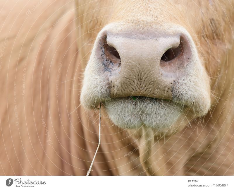 outing Environment Nature Animal Farm animal Cow 1 Brown Boredom Cattle Muzzle Agriculture Dairy cow Blade of grass Colour photo Exterior shot Close-up Detail