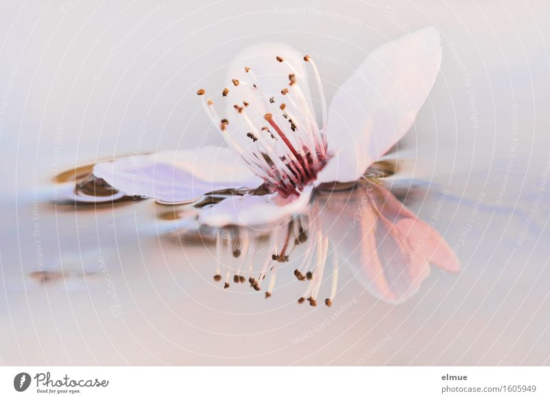 fallen beauty Water Spring Blossom blood plum cherry plum Cherry blossom Blossom leave Seed Pistil Mirror image Blossoming Illuminate Glittering Pink White