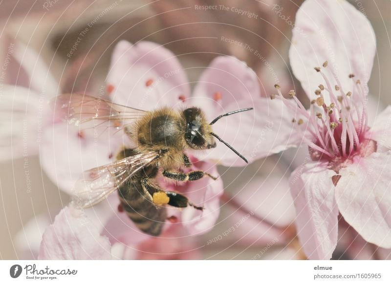 hardworking, hardworking Spring Blossom cherry plum Cherry blossom Blossom leave Seed Nectar Garden Park Bee Insect Blossoming Fragrance Eroticism Pink Happy