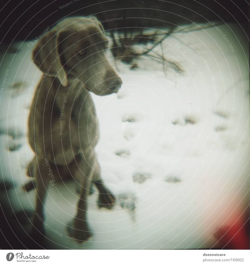some days are darker than others. Winter Snow Animal Pet Dog 1 Beautiful Cold Cute Gray White Weimaraner Analog Roll film Hound Mammal Vignetting Colour photo