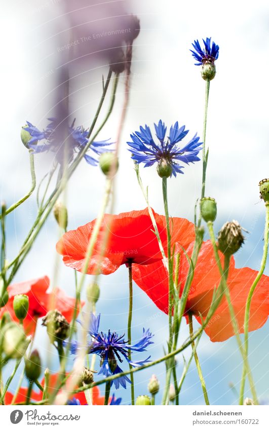 soon... Summer Meadow Poppy Corn poppy Sun Cornflower Sky Red Blue Blossom Perspective