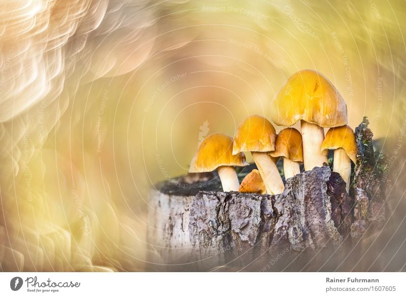 Mushrooms on a tree stump in the evening sun Nature Plant Forest Yellow Gold Exotic Dream Colour photo Exterior shot Close-up Day Evening Sunlight