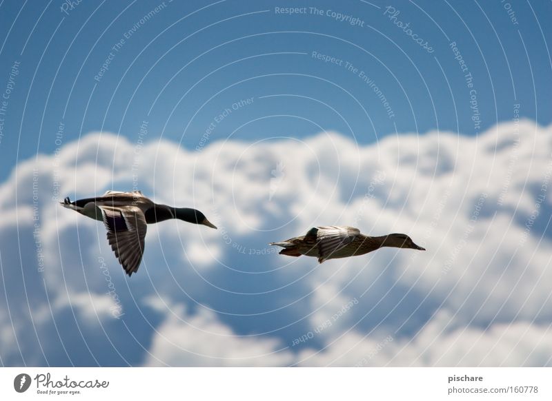 Duck good... Freedom Aviation Nature Animal Sky Clouds Bird Wing 2 Pair of animals Flying Blue Drake Feather pischarean In pairs Colour photo Exterior shot