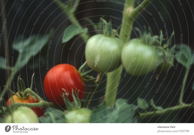 Tomato healthy Greenhouse Red Vegetable Healthy Macro (Extreme close-up) Mature Immature Garden Nutrition Old Stalk