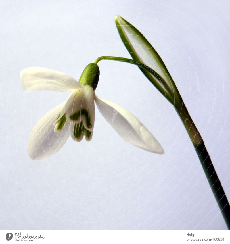 Blossom of a snowdrop from the frog's perspective against a white background Spring Snowdrop Flower Light Shadow Green White Nature Blossoming Stalk March Park
