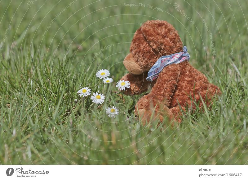 Teddy Per on a discovery tour Trip Adventure Spring Grass Blossom Daisy Meadow Toys Teddy bear Cuddly toy Touch Blossoming Discover Relaxation Sit Happiness