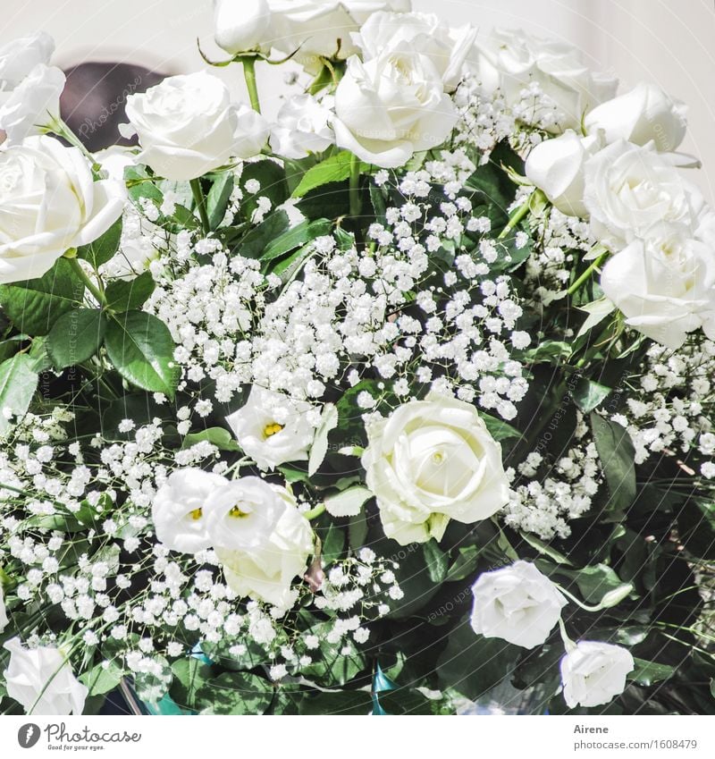 white-blooded Feasts & Celebrations Wedding Flower Rose Bouquet Flowering plant Blossoming Esthetic Fragrance Elegant Positive Rich Many Green White Emotions