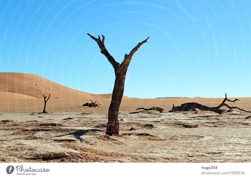 My friend the tree Environment Nature Landscape Elements Earth Sand Sky Climate Weather Drought Plant Tree Desert Namib desert Namibia Hot Bright Gloomy Dry
