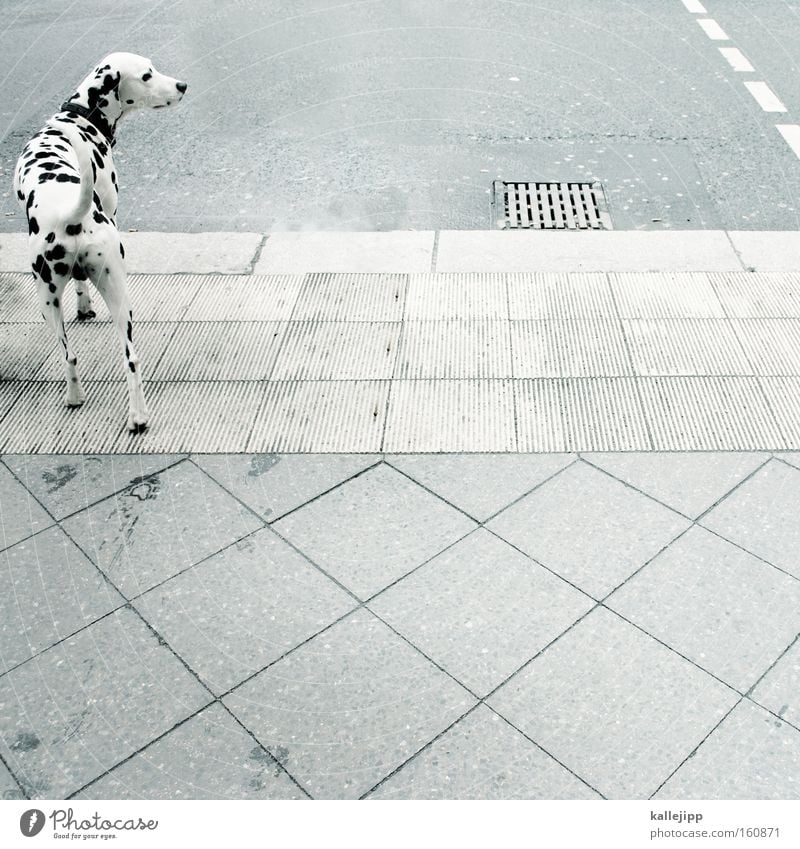 zebra Dalmatian Dog Animal Livestock breeding Pet Street Pedestrian crossing Road traffic Point Black White Mammal four-legged friends Street dog