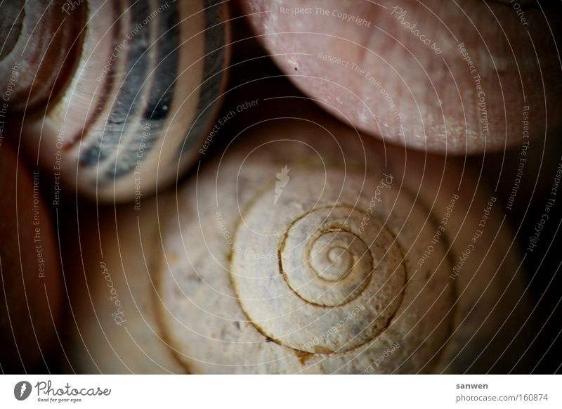 cuddle up with snails Snail Intimacy Cuddling Mussel Spiral Animal Decoration Nature Slowly Mollusk Snail shell Macro (Extreme close-up) Close-up