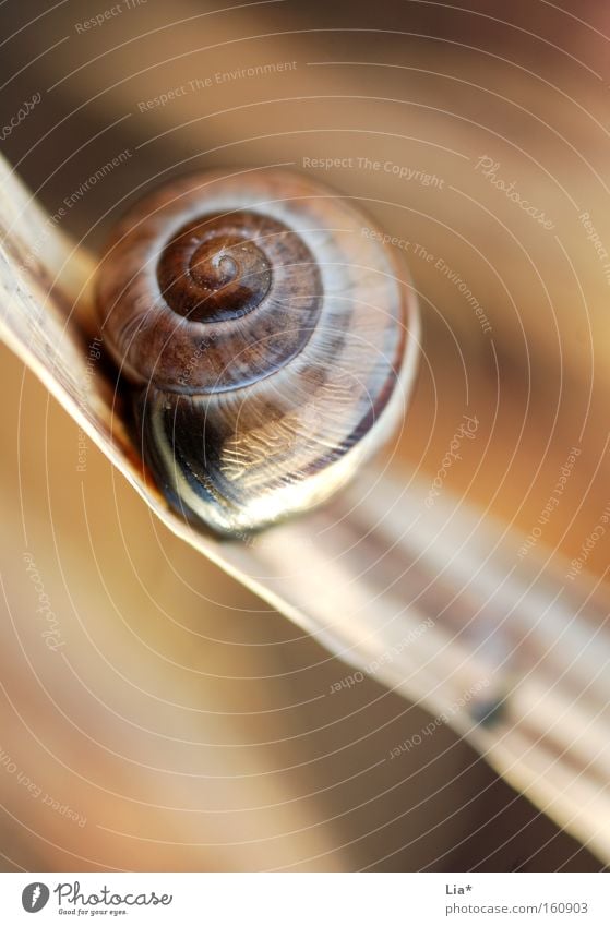 maroon Colour photo Close-up Detail Macro (Extreme close-up) Shallow depth of field Grass Snail Line Small Brown Protection Snail shell Beige Spiral Camouflage