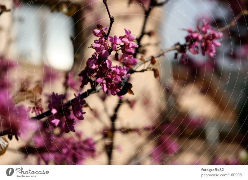 magenta@malle Blossom Flower Magenta Majorca Summer Pink Spain Branch Diagonal Twig Bright Macro (Extreme close-up) Close-up Colour