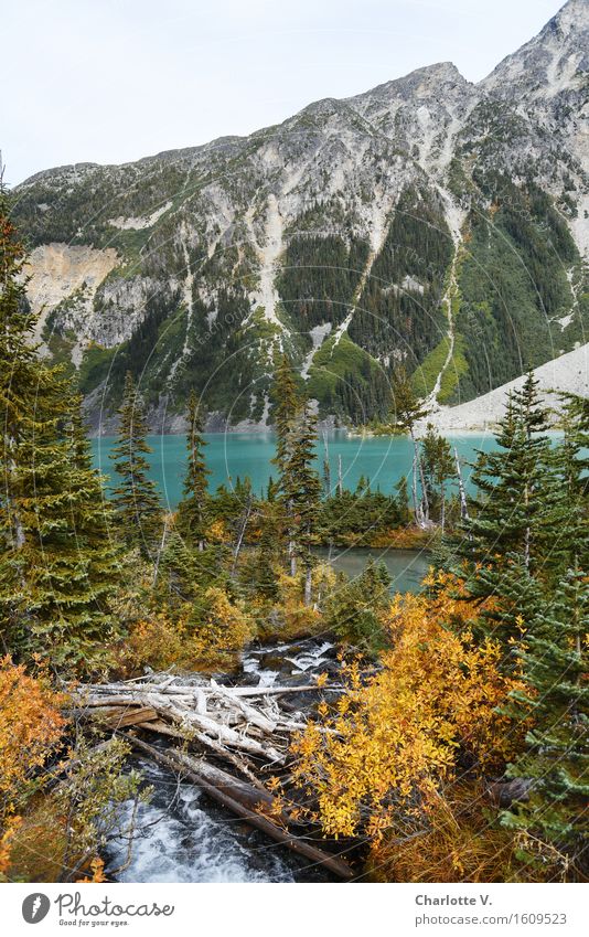 Orange, Turquoise with Grey and Green Nature Landscape Water Autumn Tree Wild plant Mountain Whistler Lake glacial lake Brook Stone Wood Beautiful Strong Gray