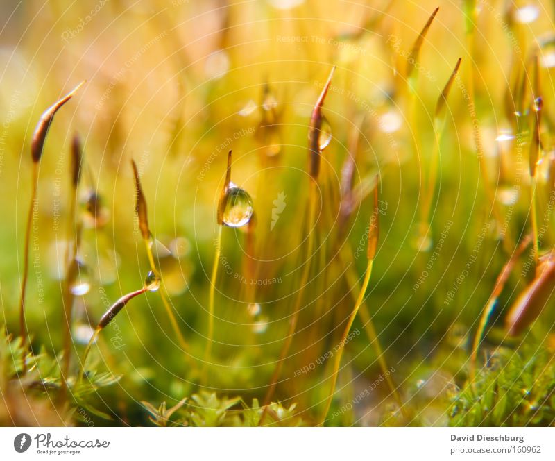 Mother natures tears Colour photo Exterior shot Close-up Detail Macro (Extreme close-up) Structures and shapes Day Light Contrast Reflection Summer Nature Water