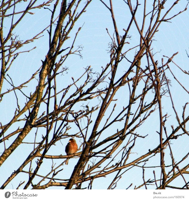 keep the overview Winter Tree Bird Observe Freeze To enjoy Crouch Listening Looking Wait Sing Song Feather Robin redbreast Whistle Chirping Blue sky Frost