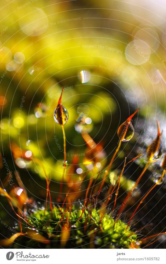 little things II Drops of water Spring Beautiful weather Moss Fluid Fresh Wet Natural Nature Dew Colour photo Multicoloured Exterior shot Close-up Detail