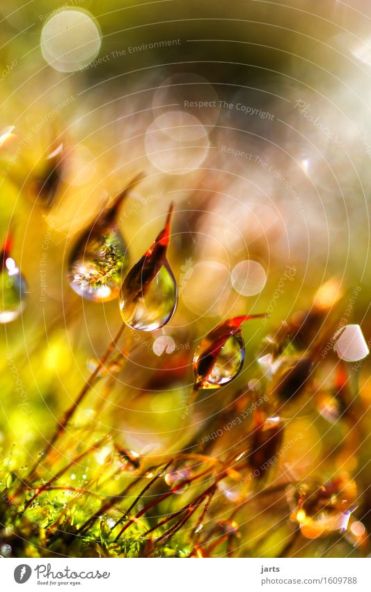 daydream II Nature Plant Drops of water Beautiful weather Moss Garden Park Authentic Fluid Fresh Glittering Bright Wet Natural Caution Serene Patient Dew