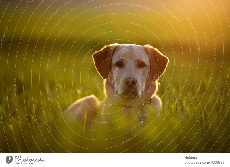 field mouse Environment Nature Spring Beautiful weather Meadow Field Animal Pet Dog 1 Baby animal Observe Illuminate Looking Wait Blonde Cool (slang)