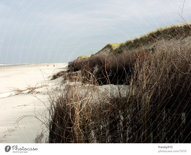 dune Beach Beach dune Water Island Plant North Sea