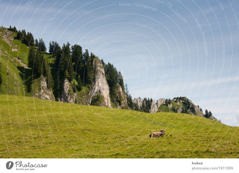 solo in the meadow Vacation & Travel Environment Nature Landscape Plant Air Sky Horizon Sun Beautiful weather Grass Meadow Forest Rock Animal Farm animal Cow 1