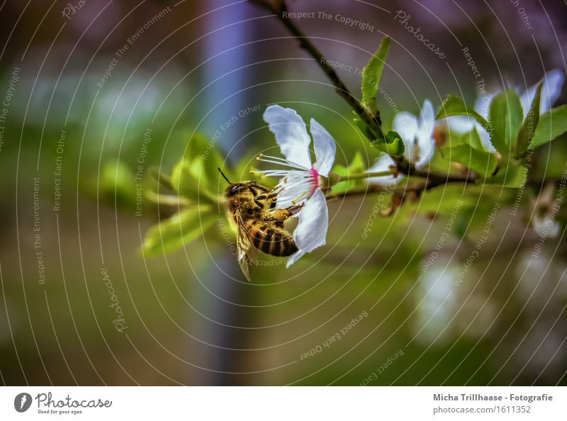 busy bee Environment Nature Plant Animal Sunlight Beautiful weather Tree Leaf Blossom Wild animal Bee Animal face Wing 1 Blossoming Fragrance Flying To feed Sit