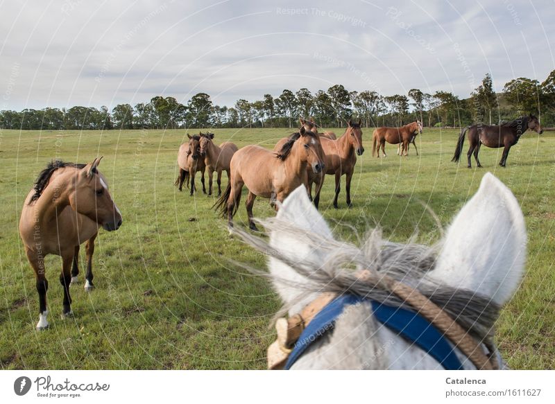 Visit to the herd Ride Landscape Plant Animal Clouds Grass Eucalyptus tree Meadow Horse Group of animals Observe Movement Fitness Looking Esthetic Curiosity