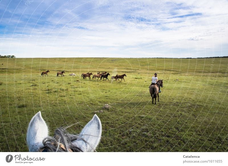 horse hauling Ride Trip Human being Feminine Young woman Youth (Young adults) 1 Landscape Plant Animal Horizon Beautiful weather Grass Meadow Field Horse Herd