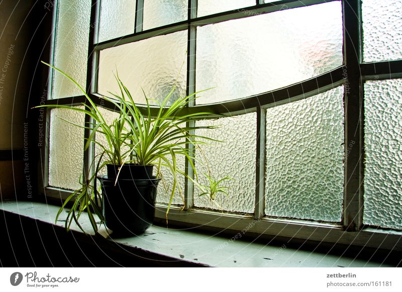 old building plant House (Residential Structure) Town house (City: Block of flats) Stairs Window Glass Ribbed glass Flowerpot Foliage plant Climate change