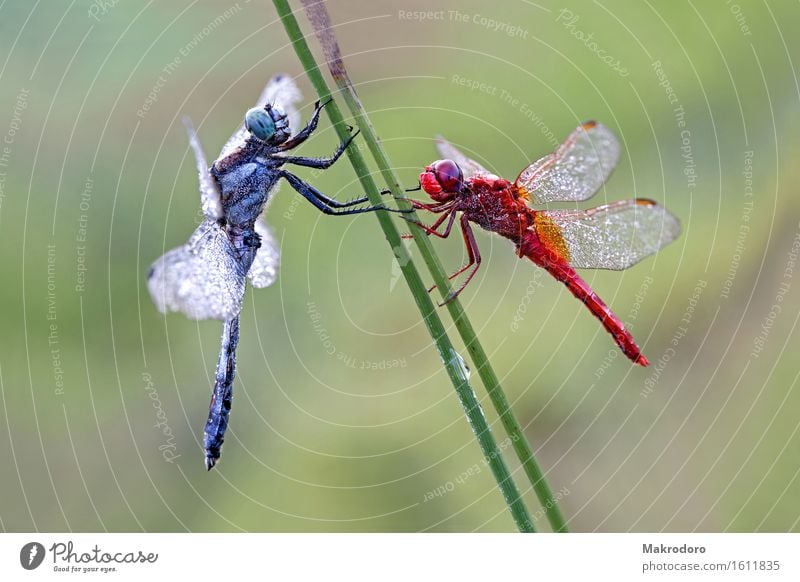 duet Nature Animal 2 Emotions Joy Happy Dragonfly morning frost Marsh grass Glitzy Reflection Colour photo Multicoloured Exterior shot Close-up Detail