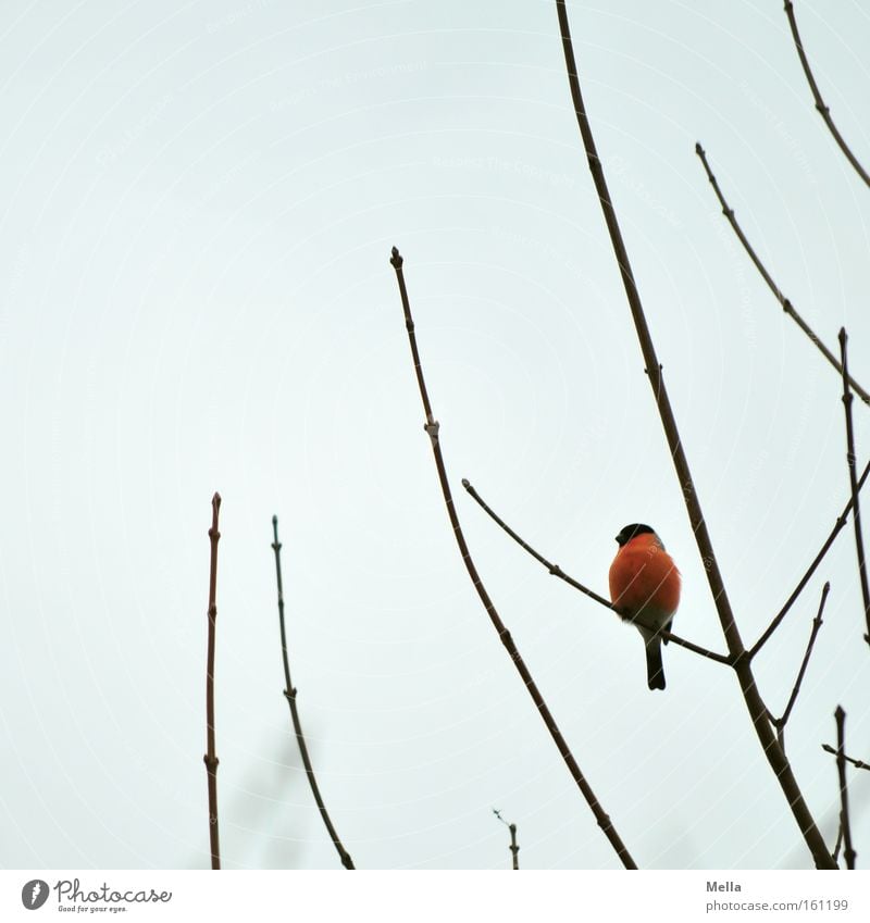 splotch of paint Sky Bird Illuminate Sit Gray Red Colour Bullfinch Patch Branch Twig Branchage Colour photo Exterior shot Deserted Day