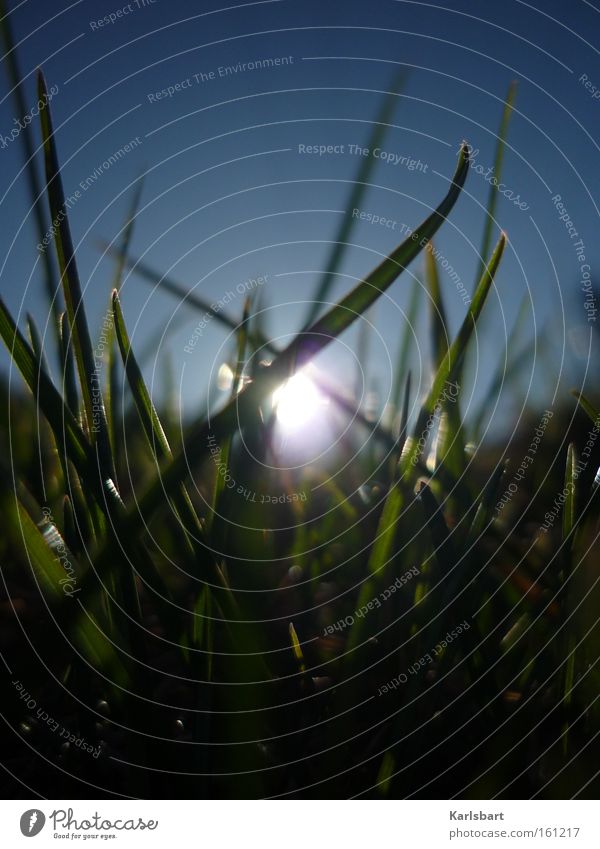 sonnenblind Well-being Relaxation Calm Summer Sun Sky Cloudless sky Sunrise Sunset Sunlight Spring Beautiful weather Grass Meadow To enjoy Dream Fresh Blue