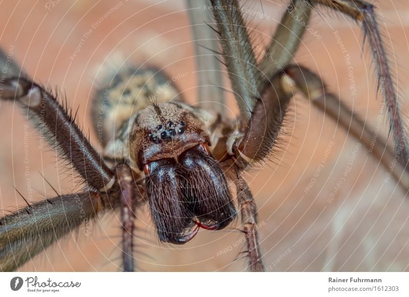 An angle spider Animal Spider 1 Wait Threat Dark Creepy Brown Disgust Nature Colour photo Subdued colour Macro (Extreme close-up) Looking